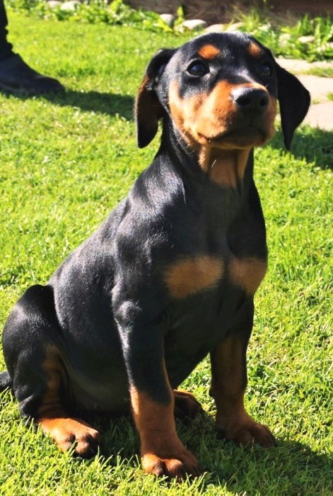 Pinscher * Xélanc Zupreme Zaga 8 veckor
